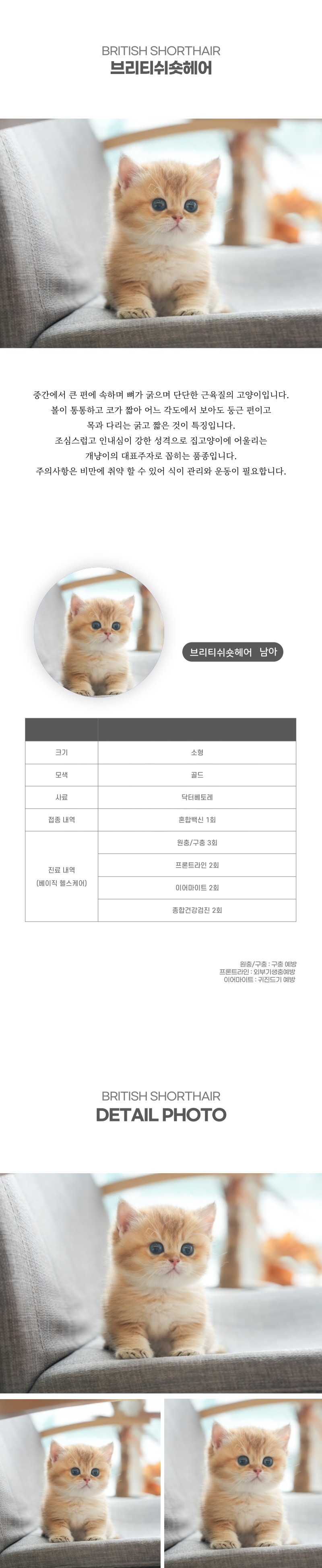 브리티쉬숏헤어_상세이미지_2